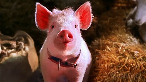 Zurück Auf Der Farm Endszene Schweinchen Babe In Der Großen Stadt German Deutsch Clip