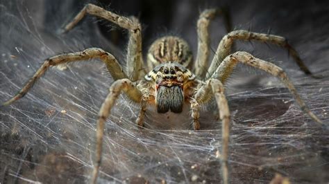 The Spiders That May Be Hiding In Your Home Fantastic