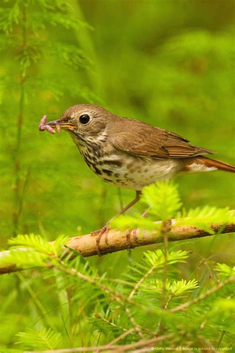 Hermit Thrush State Bird Of Vermont Birds And Birding Pinterest