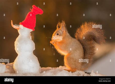Red Squirrel With A Snowman Stock Photo Alamy