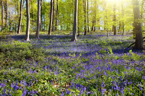 Bluebell Woods Woodland With Bluebells Stock Photo Image Of Bloom