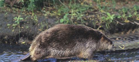Otter Furbearers Furharvesting Hunting Kdwpt Kdwpt
