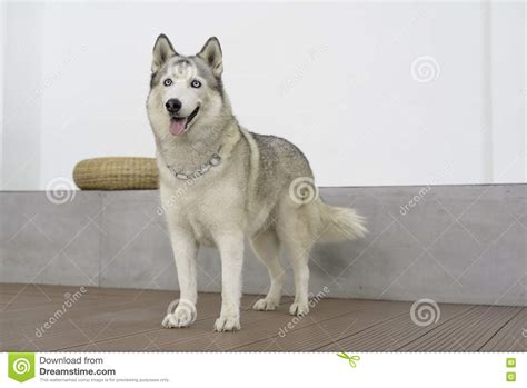 Young Siberian Husky Dog Standing Stock Image Image Of