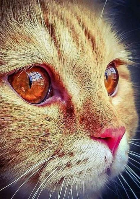 15 Plus Of The Most Majestic Cats With The Most Beautiful Eyes In The