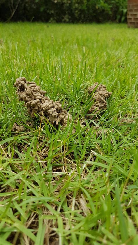 Whats Pushing Up Little Dirt Mounds In My Yard Infestation Or