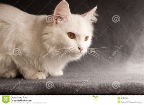 Persian cat has silky shiny fur, round face, glowing eyes and long hairs. White persian cat stock photo. Image of longhair, looking ...