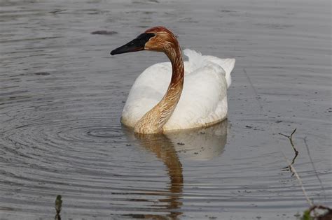 Stokes Birding Blog Trumpeter Swan In Nh