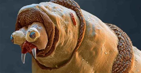 What do maggots look like. Wee Beastie Inspirations: Issue 13.2 | The Cincinnati Review