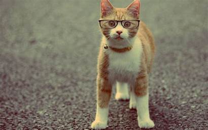 Funny Cat Backgrounds Specs Wear Faces Pixelstalk