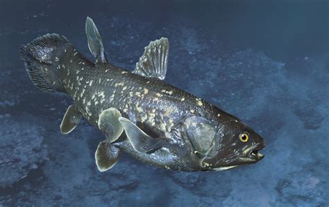 How The Coelacanth Works Prehistoric Marine Creatures Animals