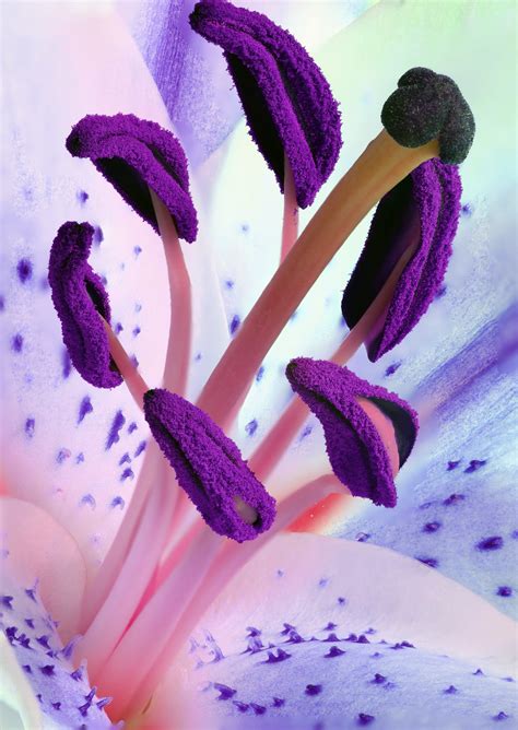 Purple Pollen Flowers · Free Stock Photo