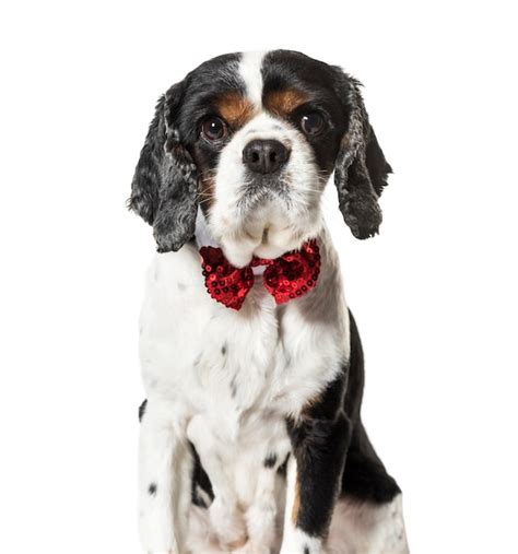 Premium Photo Mixed Breed Dog In Red Bow Tie Against White Background