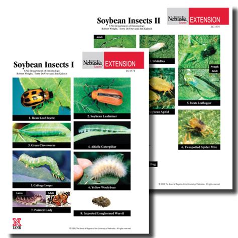 Soybean Insects Photo Identification Guides Nebraska Extension Unl