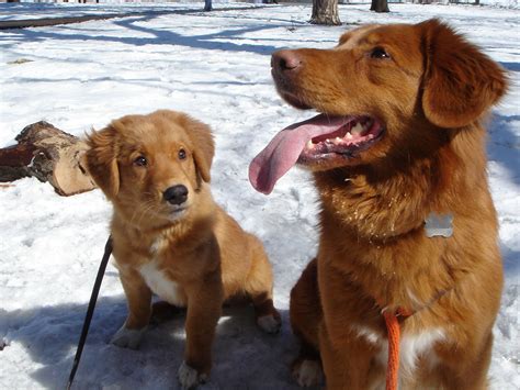 They look very much like the golden retriever and although they are popular as both companion dogs and family pets in the united states, very few puppies are. Nova Scotia Duck Tolling Retriever-my future dog ...