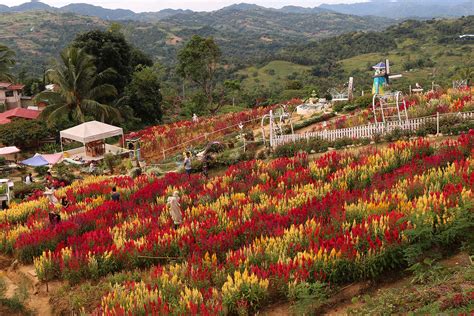 Check spelling or type a new query. Cebu City Sirao Tour - Flower Garden Tour | Cebu City Tour