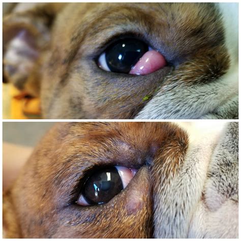 Hello, i always had issues with my eyes as i have medical conditions like thyroid, low iron and other stuff so i am constantly feeling like my eyes shape i. Animal Eye Treatment Case Photos - Eye Specialists for Animals