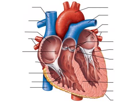 The heart is located in between the two lungs. anatomy of heart - interior