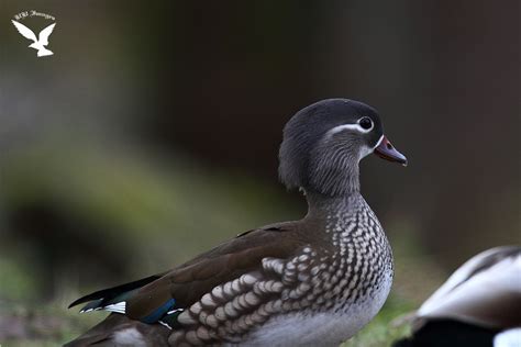 Birds And Nature In The Forest Of Dean Mandarin Duck Female Aix