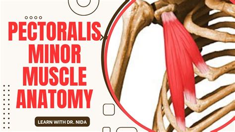 Pectoralis Minor Muscle Anatomy Origin Insertion Nerve Supply