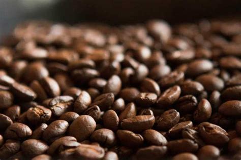 jenis kopi robusta terbaik  indonesia  memiliki kualitas