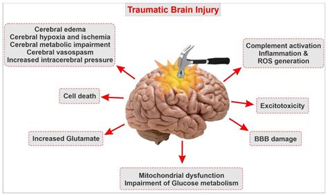 Ijms Free Full Text Traumatic Brain Injury And Bloodbrain Barrier
