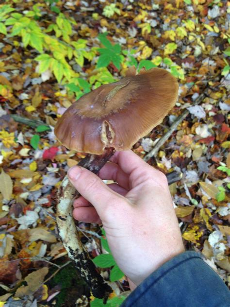 Id Request New York Mushroom Hunting And Identification Shroomery