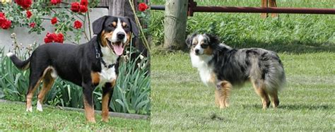 Toy Australian Shepherd Vs Entlebucher Mountain Dog Breed Comparison