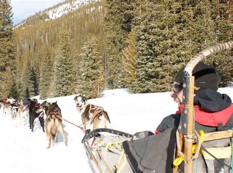 Monarch Dog Sled Rides Buena Vista And Salida Colorado Visitor Guide