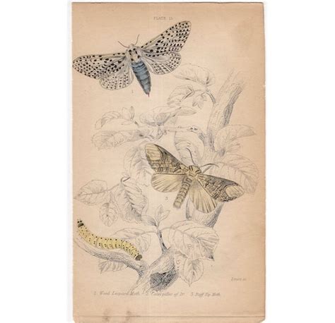 Antique Butterfly Moth Engraving Original Antique Etsy