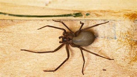 Brown Recluse Spiders Identification And Facts