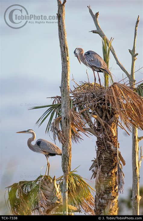 A Pair Of Great Blue Herons At Nesting Site
