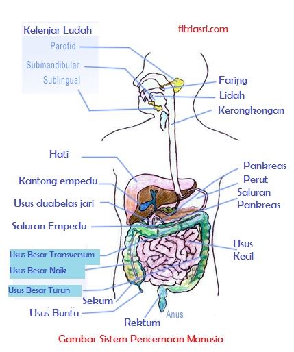 Berikut ini disajikan beberapa sistem organ dalam tubuh hewan. Struktur Dan Fungsi Sel Pada Sistem Pencernaan