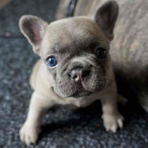 The great thing about breed rescue groups is that they tend to be very upfront about any health conditions the dogs may have and are a valuable resource for advice. French Bulldog Puppies | Frenchies