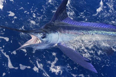 Fish Here To Win The Blue Marlin World Cup World Cup Blue Marlin