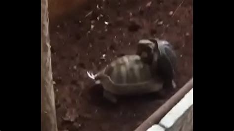 Watch Turtle Moaning On Free Porn Porntube
