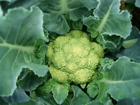 The Best Fertilizer For Cauliflower Organic Homemade Npk And Schedule