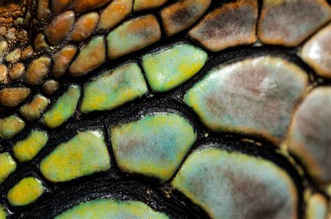 Best Reptile Scales Stock Photos Pictures And Royalty Free Images Istock