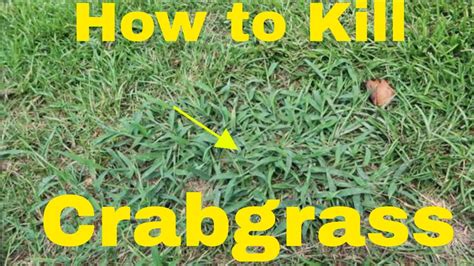 How To Get Rid Of Bermuda Grass In Garden How To Get Rid Of Bermuda