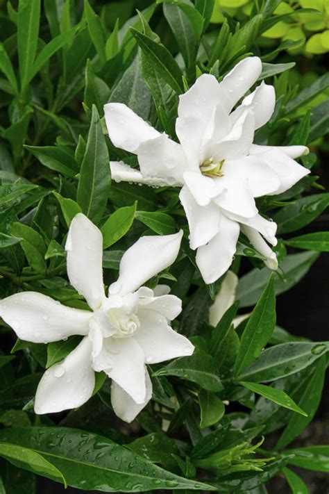 Great for container planting if you want to be able to move them around as well as planting in mass anywhere on your property for a. Buy Frost Proof Gardenia For Sale Online From Wilson Bros ...