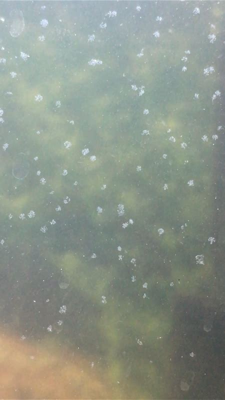 White spots on aquarium rocks. White Spots On Aquarium Glass! | 351514 | Freshwater ...