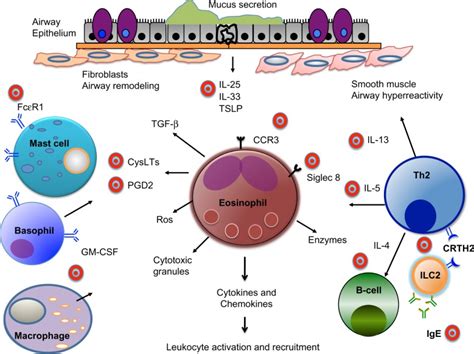 Schematic Of Eosinophils In Airway Inflammation And Therapeutic