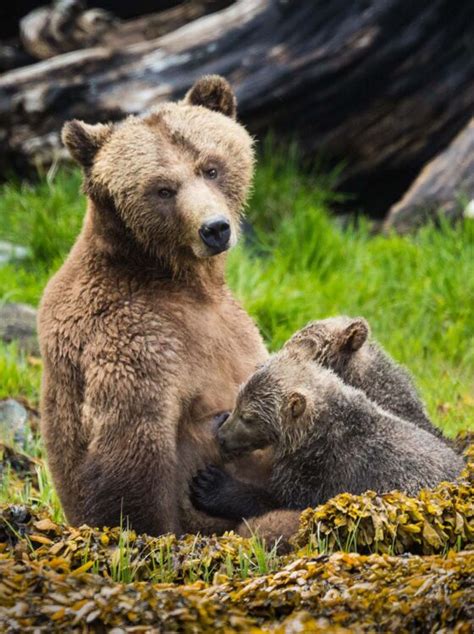 Grizzly Bear Viewing Tours In The Great Bear Rainforest Knight Inlet Lodge
