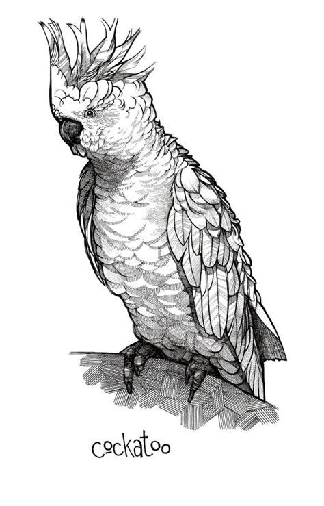 #cockatoos | Bird drawings, Cockatoo drawing, Bird