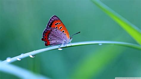 Butterfly In Nature Hd Wallpaper
