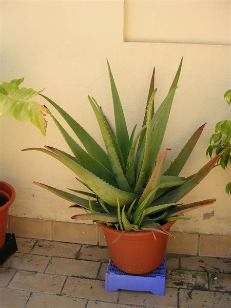 (using complete names helps to avoid misunderstandings because the same name combination could have been used by in defence of the name aloe vera. Aloe vera : Cactus y Suculentas de Amanecer