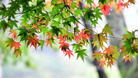 Green Red Leafed Tree Branches In Blur Background 4k Hd Lock Screen