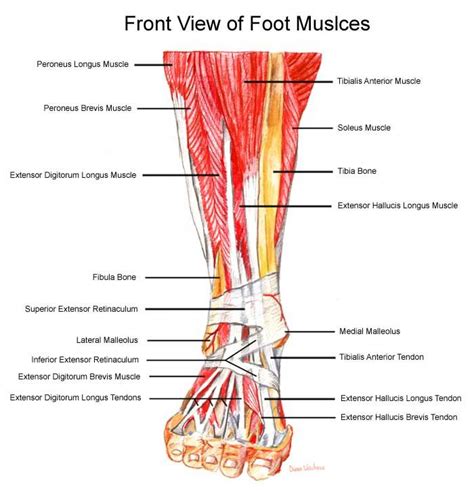 The foot is one of the most complex parts of the human body with 26 bones, 33 joints, 50 muscles and 100 tendons and ligaments in each foot. 60 best Science images on Pinterest | Ankle anatomy, Human ...