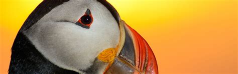 Gift experience scotland is the perfect place for great gift ideas. Puffin and Wildlife Boat Tour, Oban | Experience Gift Scotland