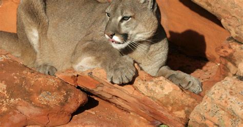 Cougar Hunting Permits To Increase In Utah Over The Objections Of Wildlife Advocates The Salt