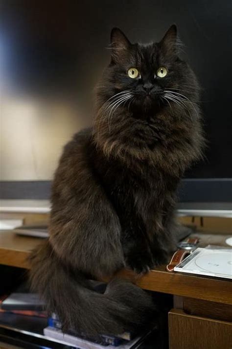 25 Best Long Haired Black Cat Images On Pinterest Black Cats Kitty